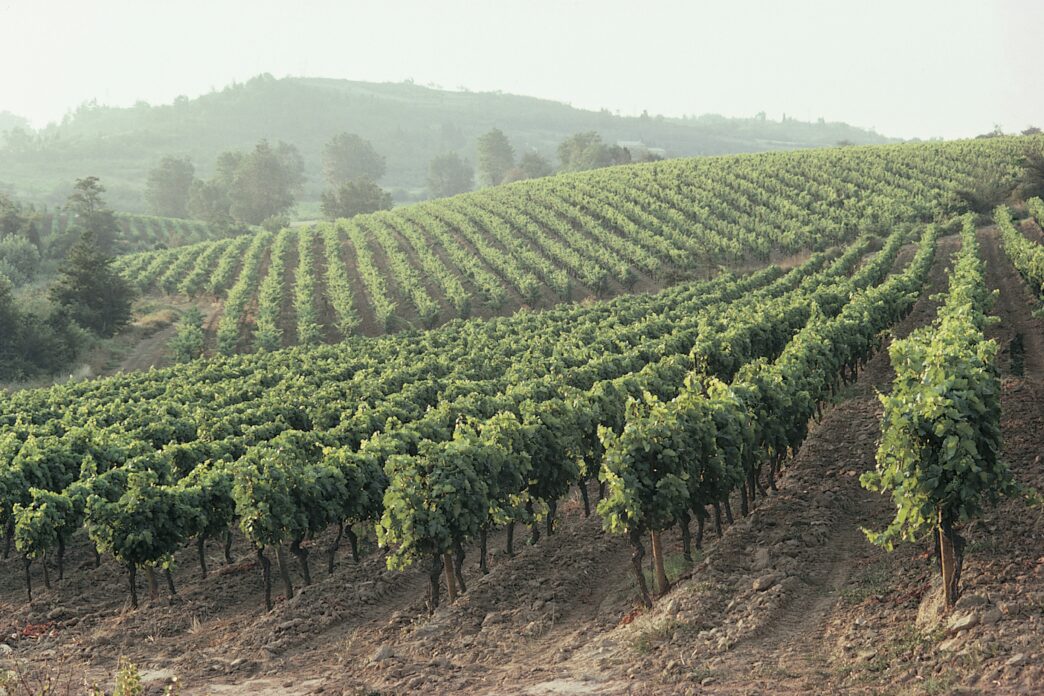 Wine vineyards with a gentle haze in the distance