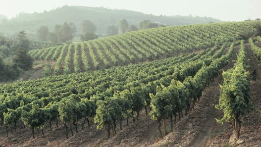 Wine vineyards with a gentle haze in the distance
