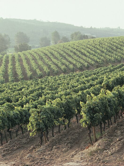 Wine vineyards with a gentle haze in the distance