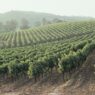 Wine vineyards with a gentle haze in the distance