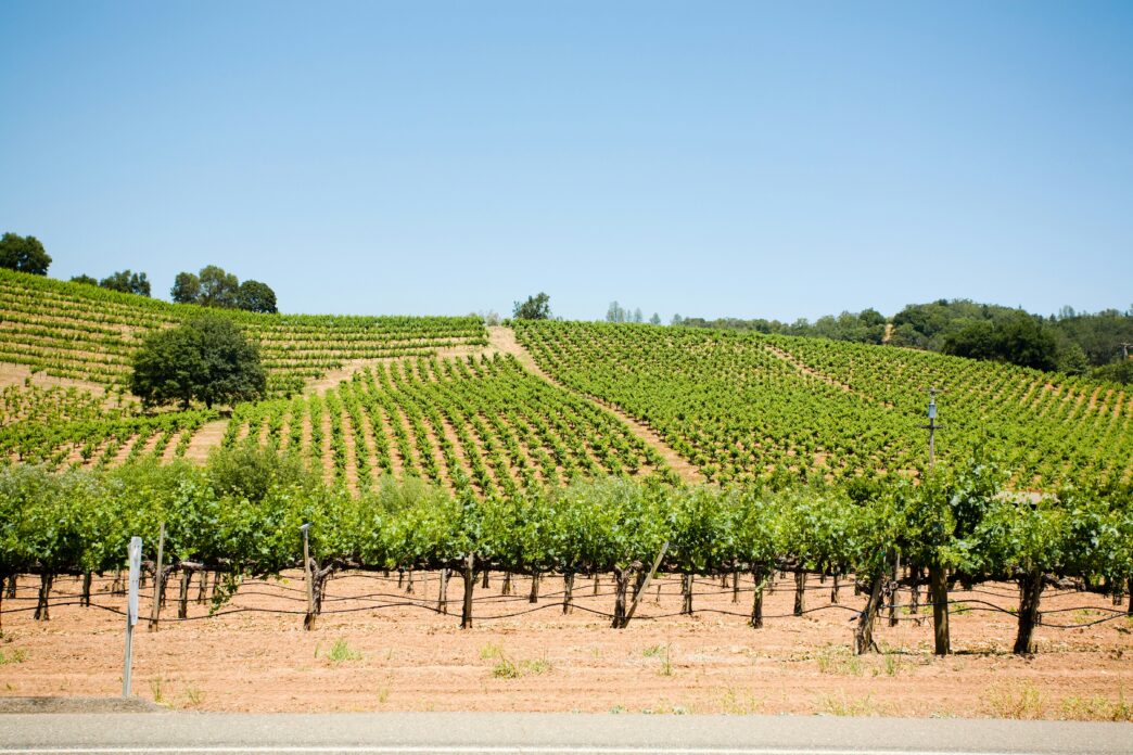 wine vineyards set against a gentle hill